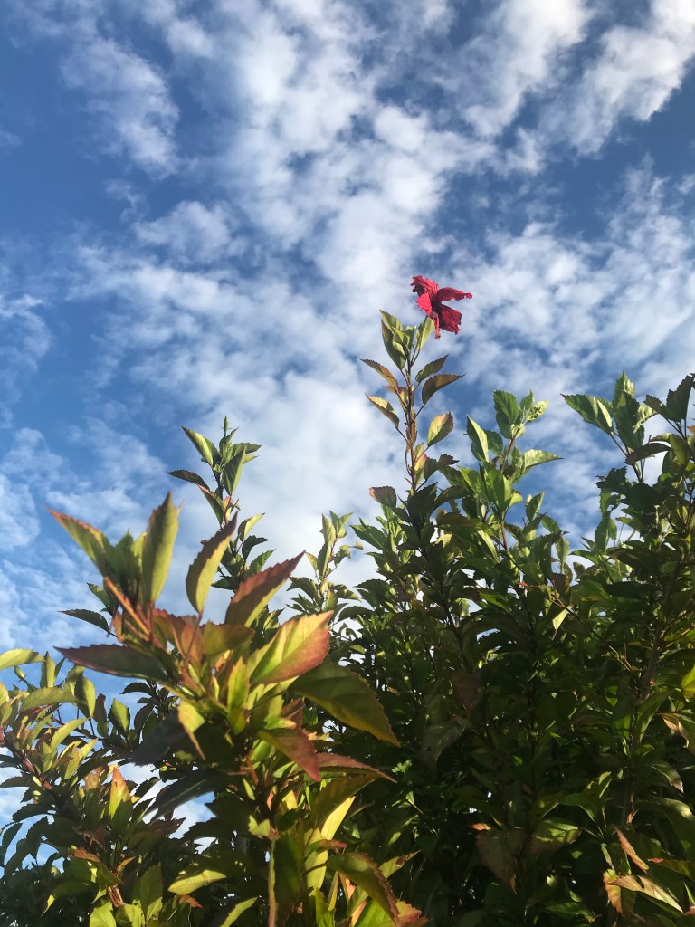 Copyright 2020 All Rights Reserved